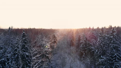Aerial-flight-of-a-winter-forest.-flying-over-the-snowy-forests-of-the-sun-sets-orange-over-the-white-trees